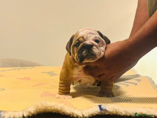English Bulldog dogs Kc reg quality male pup available now in Rushden - Advert 1
