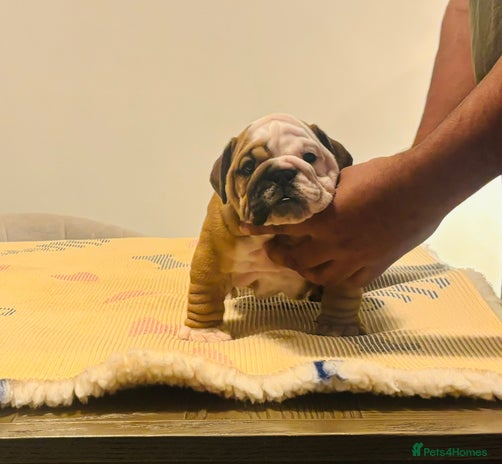 English Bulldog dogs Kc reg quality male pup available now in Rushden - Advert 1
