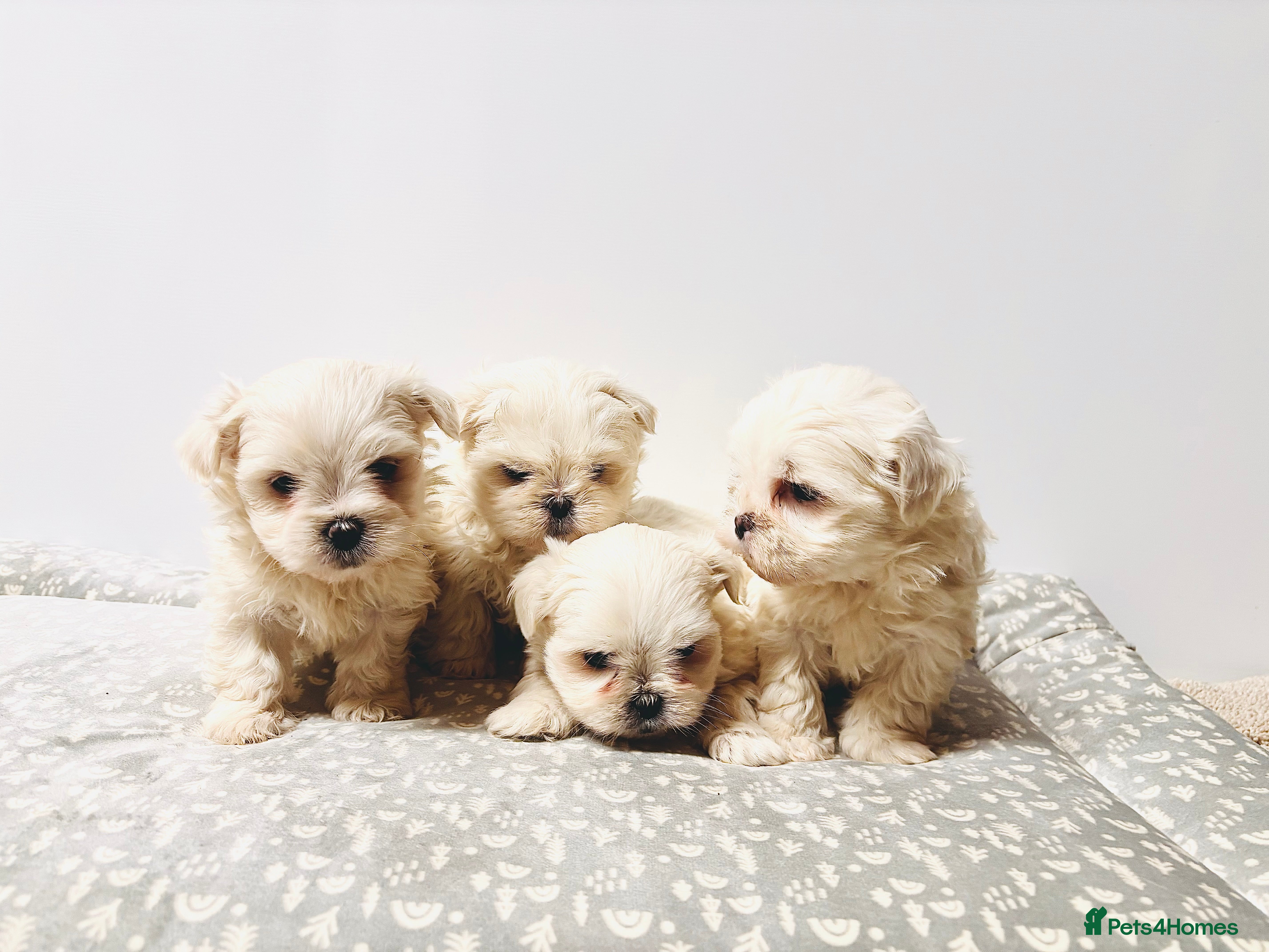 Maltese dogs 3 boys Maltese puppies  - Advert 1