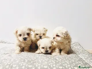 Maltese dogs 3 boys Maltese puppies - Advert 2