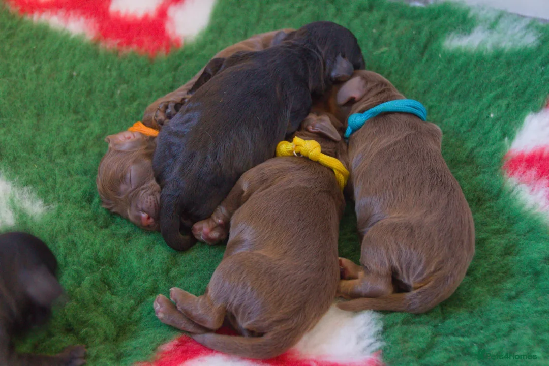 Cockapoo dogs for sale: Cockapoo puppies thoroughly health tested - Advert 2