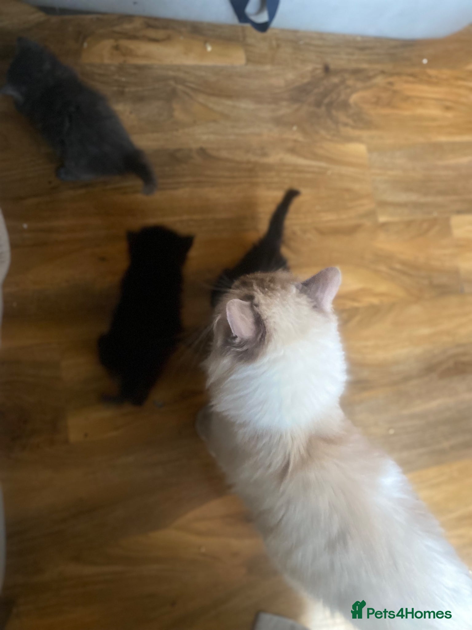 Ragdoll cats 5 beautiful Ragdoll kitten  - Advert 5