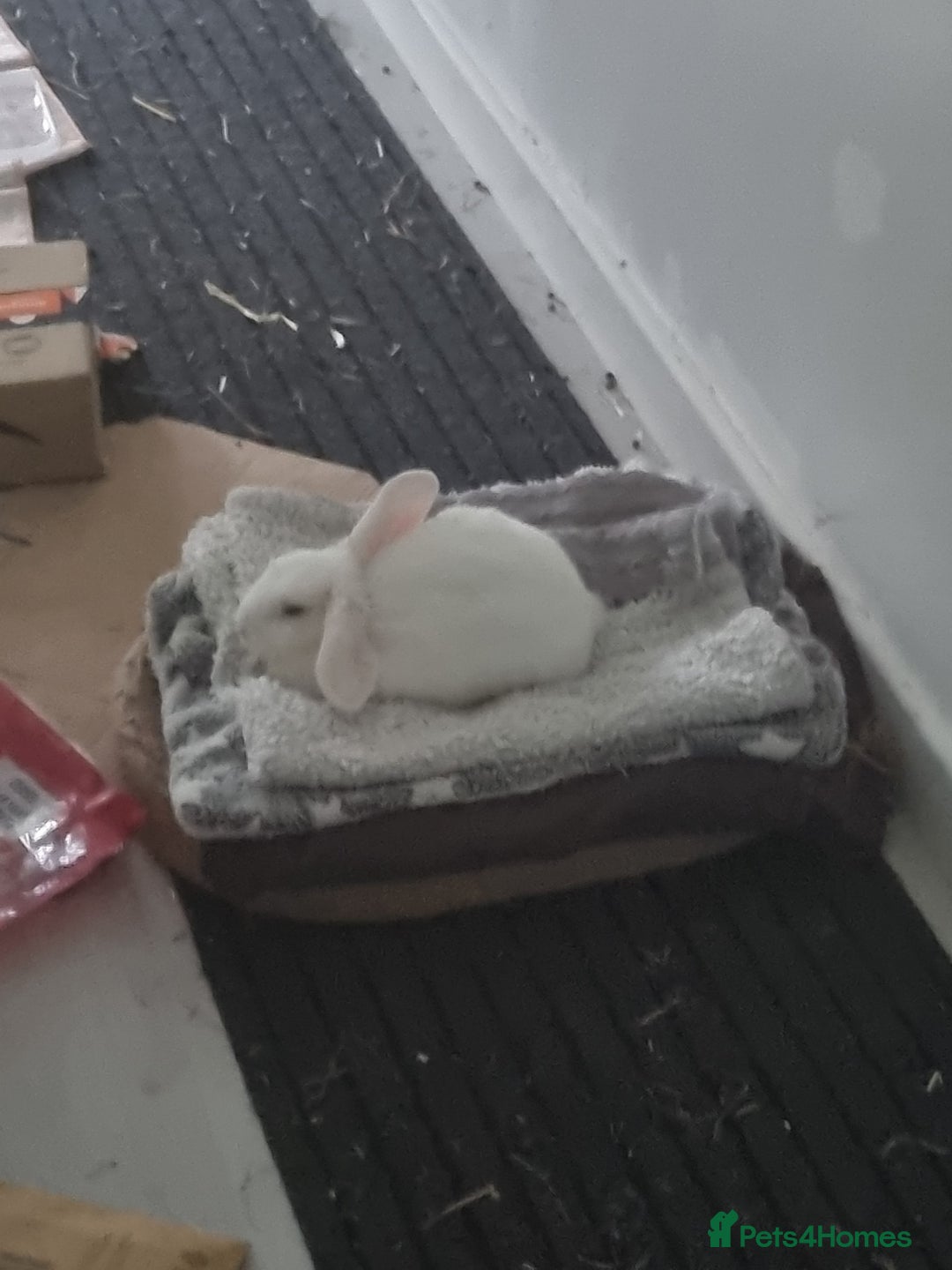 Dwarf Lop rabbits for sale: Pure Breed White Dwarf Lop with blue eyes - Advert 4