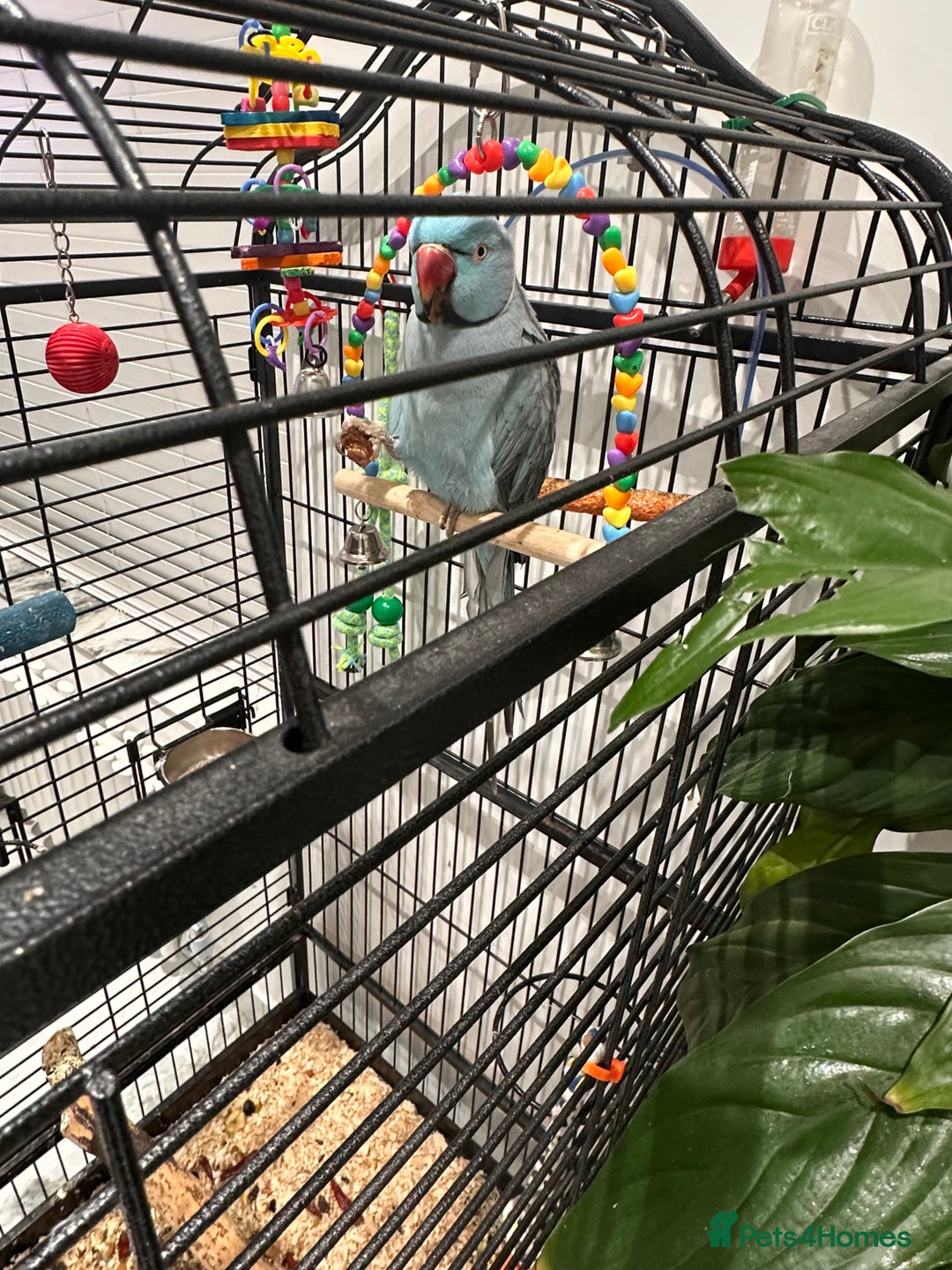 Ringnecks birds for sale: Indian Ringneck Parrot  - Advert 6