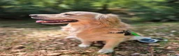 Golden Retriever dogs for stud: Golden retriever stud  - Advert 2