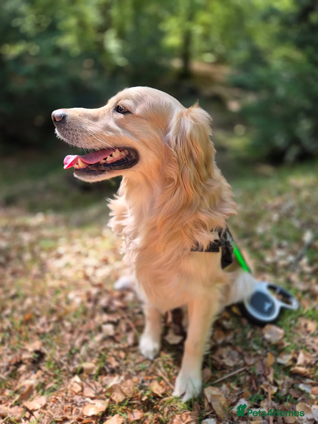 Golden Retriever dogs for stud: Golden retriever stud  - Advert 2