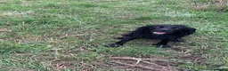 Cocker Spaniel dogs for sale: Outstanding working cocker spaniel pups FTCH lines in Colchester - Advert 8