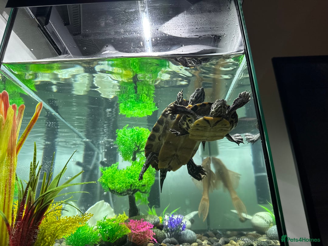 Turtle reptiles for sale: Aquatic turtles  - Image 2