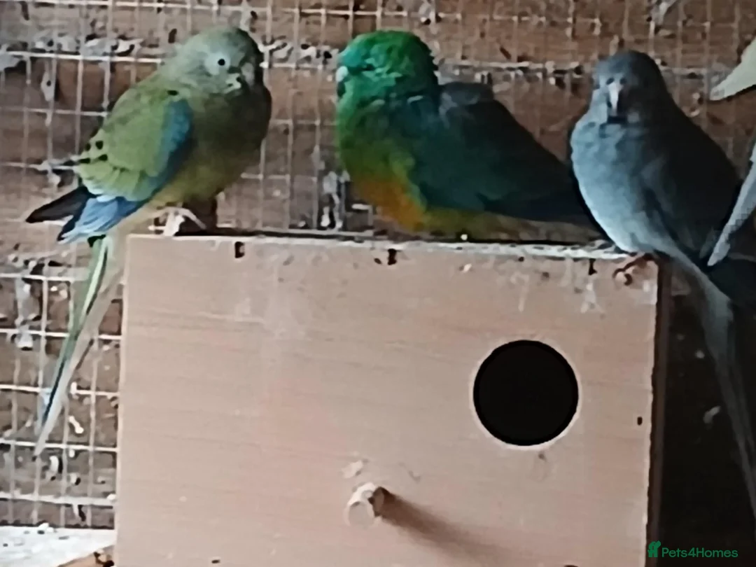Cockatiels birds for sale:  5 cockatiels 3 red rumps in Market Harborough - Advert 6
