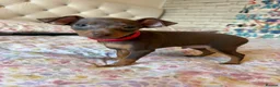 Miniature Pinscher dogs for sale: Miniature Pinscher Puppies for sale  - Advert 24