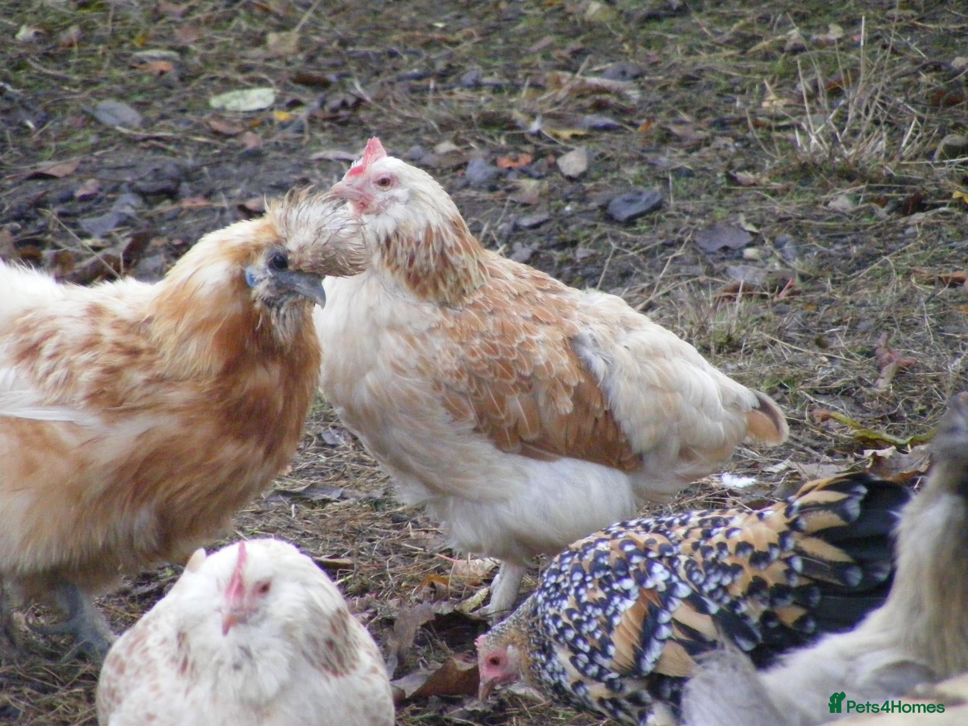 Hens poultry for sale: Bantam Hens -  Faverolles Pekins Sablepoot Sikies - Advert 1