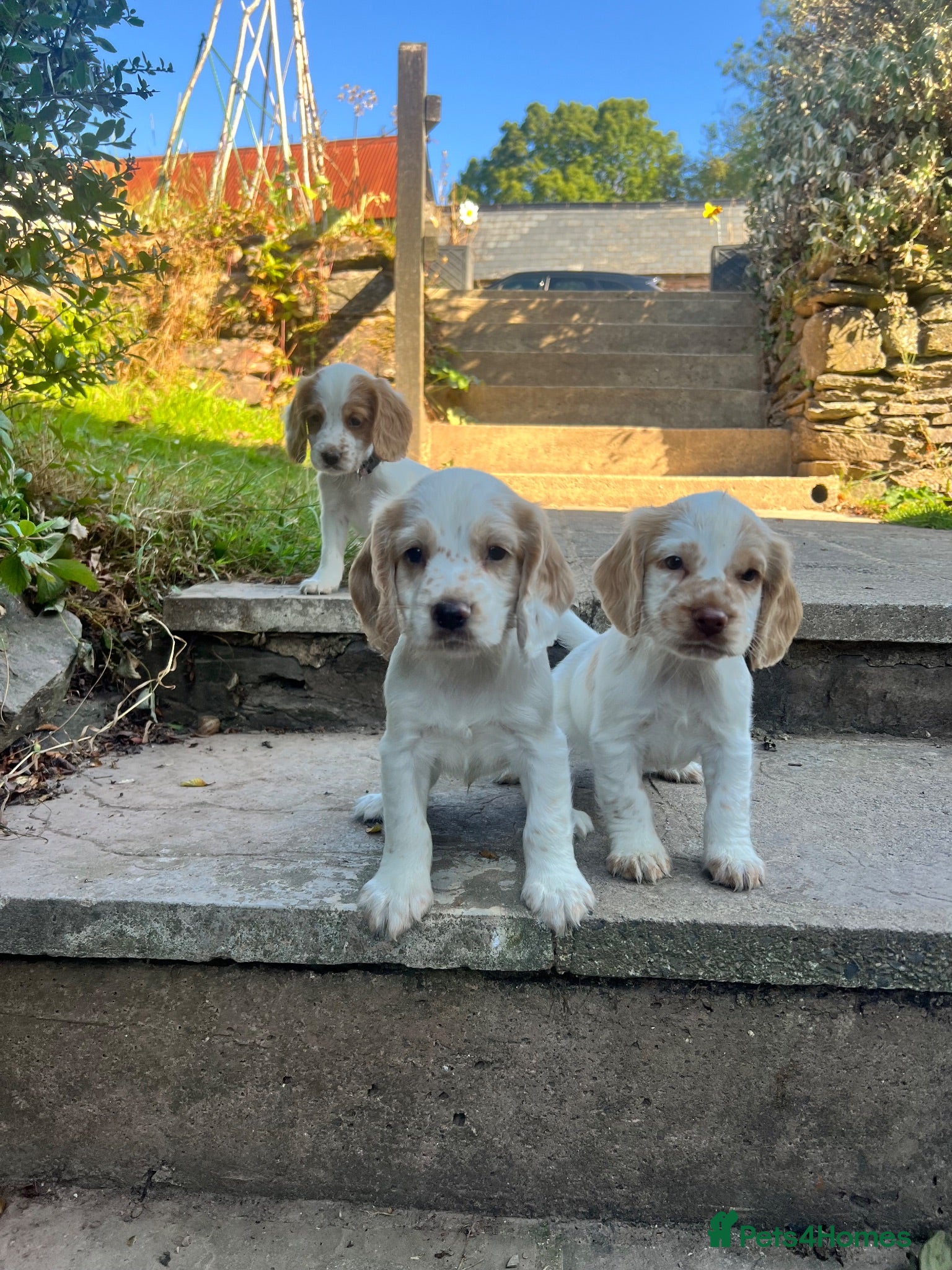 Cocker Spaniel dogs KC working cocker spaniel lemon roan - Advert 18
