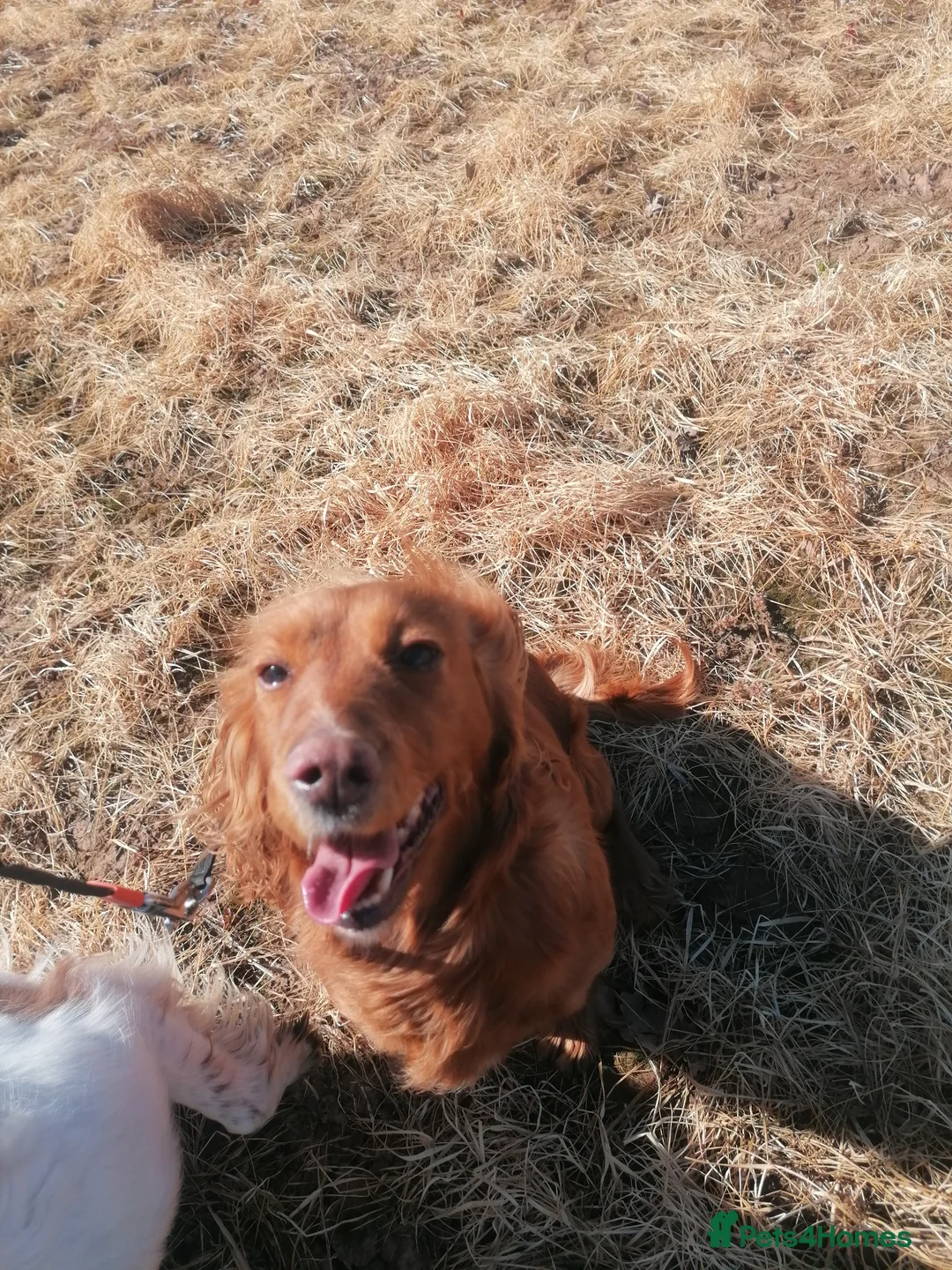 Cocker Spaniel dogs for sale: Cocker spaniel bitch  - Advert 1