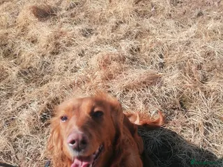 Cocker Spaniel dogs Cocker spaniel bitch - Advert 1