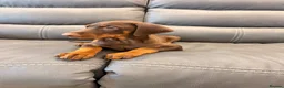 Dobermann dogs for sale: ⭐ READY NOW ⭐ 1 LEFT!! Doberman Puppies for sale  - Advert 5