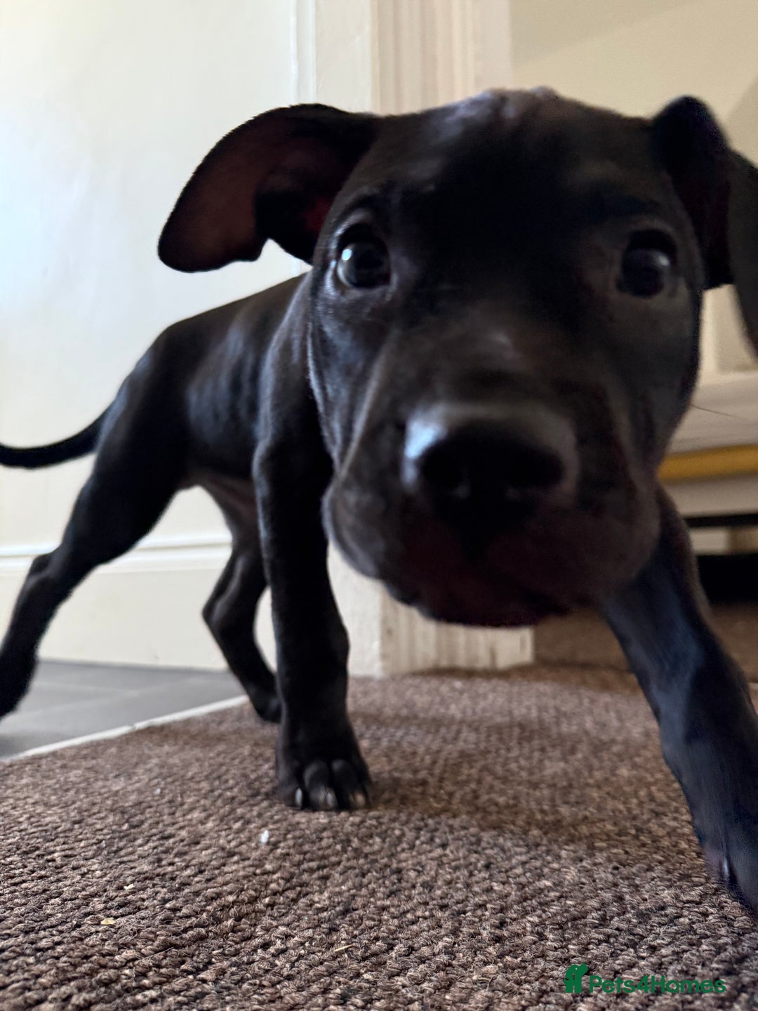 Staffordshire Bull Terrier dogs for sale: Staffy Puppy's for sell in Liverpool - Image 2