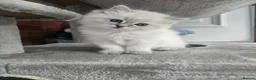 Ragdoll cats for sale: Stunning european girl remaining  - Advert 6