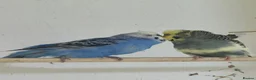 Budgerigars birds for sale: budgies 3+ years - Advert 3