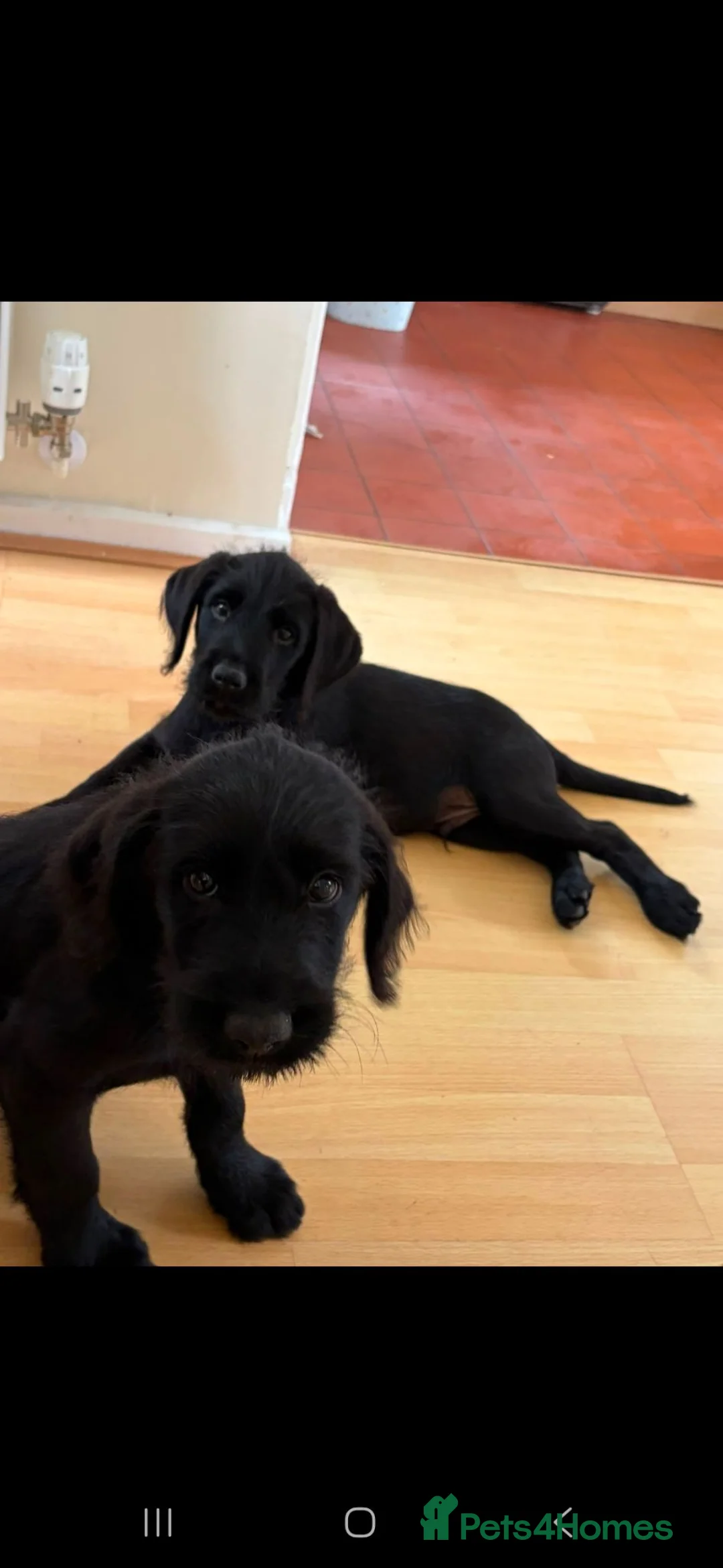 Labradoodle dogs for sale: A litter of 2 Labradoodle Black male pups  - Advert 10