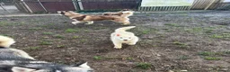 Siberian Husky dogs for sale: Kc Siberian Husky Girls  - Advert 2