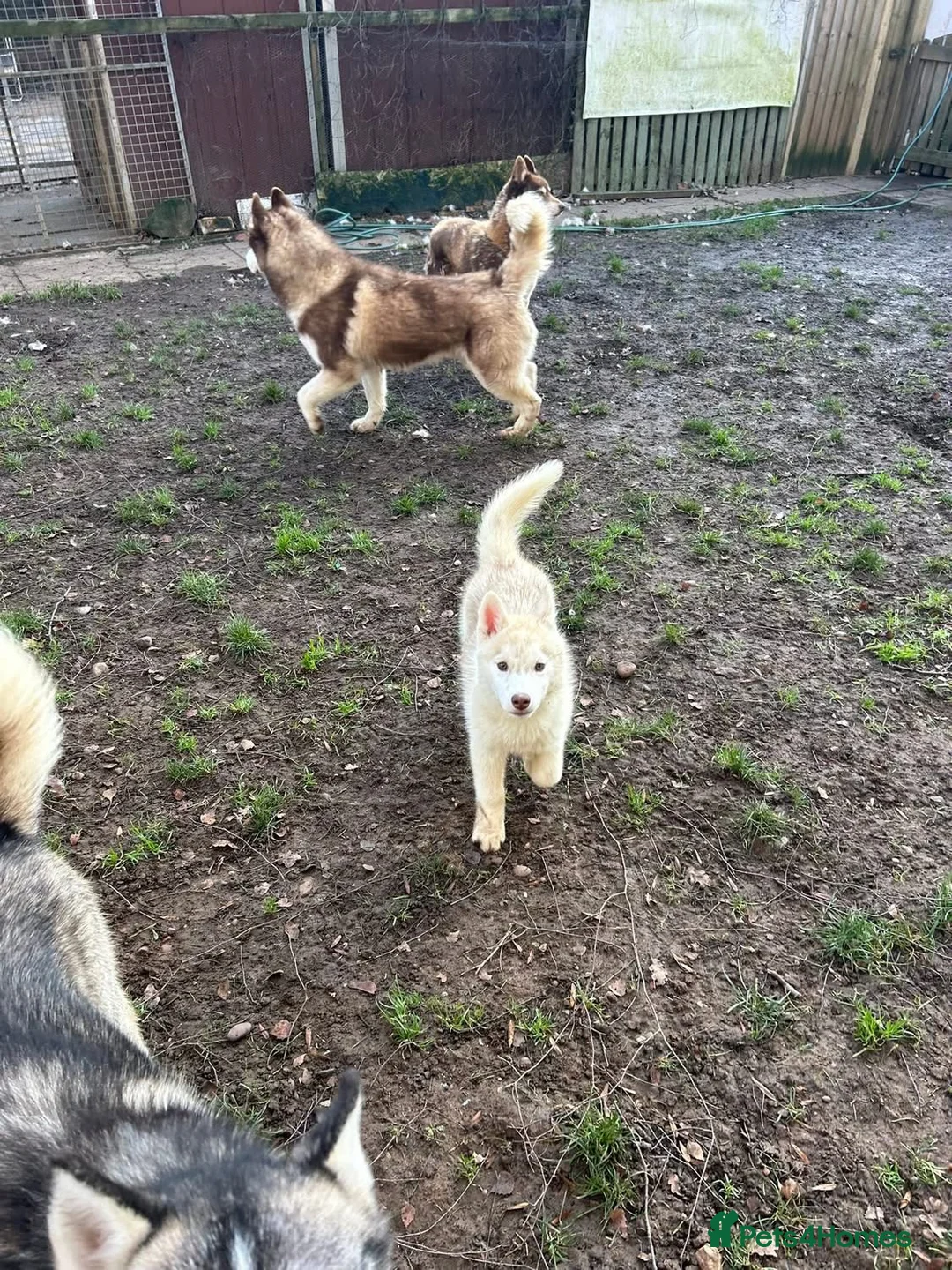 Siberian Husky dogs for sale: Kc Siberian Husky Girls  - Advert 2