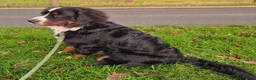 Bernese Mountain Dog dogs for sale: Bernese Mountain Dog Looking for a Loving Home  in Olney - Advert 2