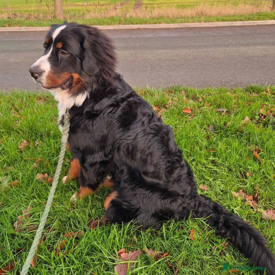 Bernese Mountain Dog dogs for sale: Bernese Mountain Dog Looking for a Loving Home  in Olney - Advert 2