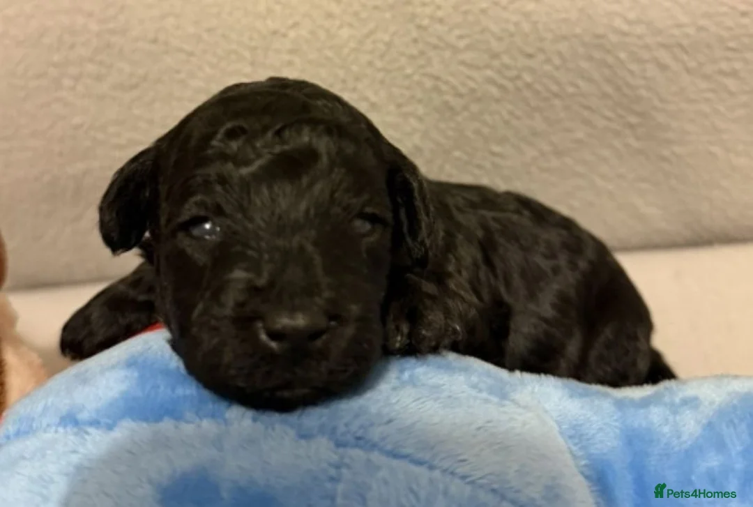 Toy Poodle dogs for sale: **REDUCED••Beautiful Toy Poodle Puppies - Advert 30
