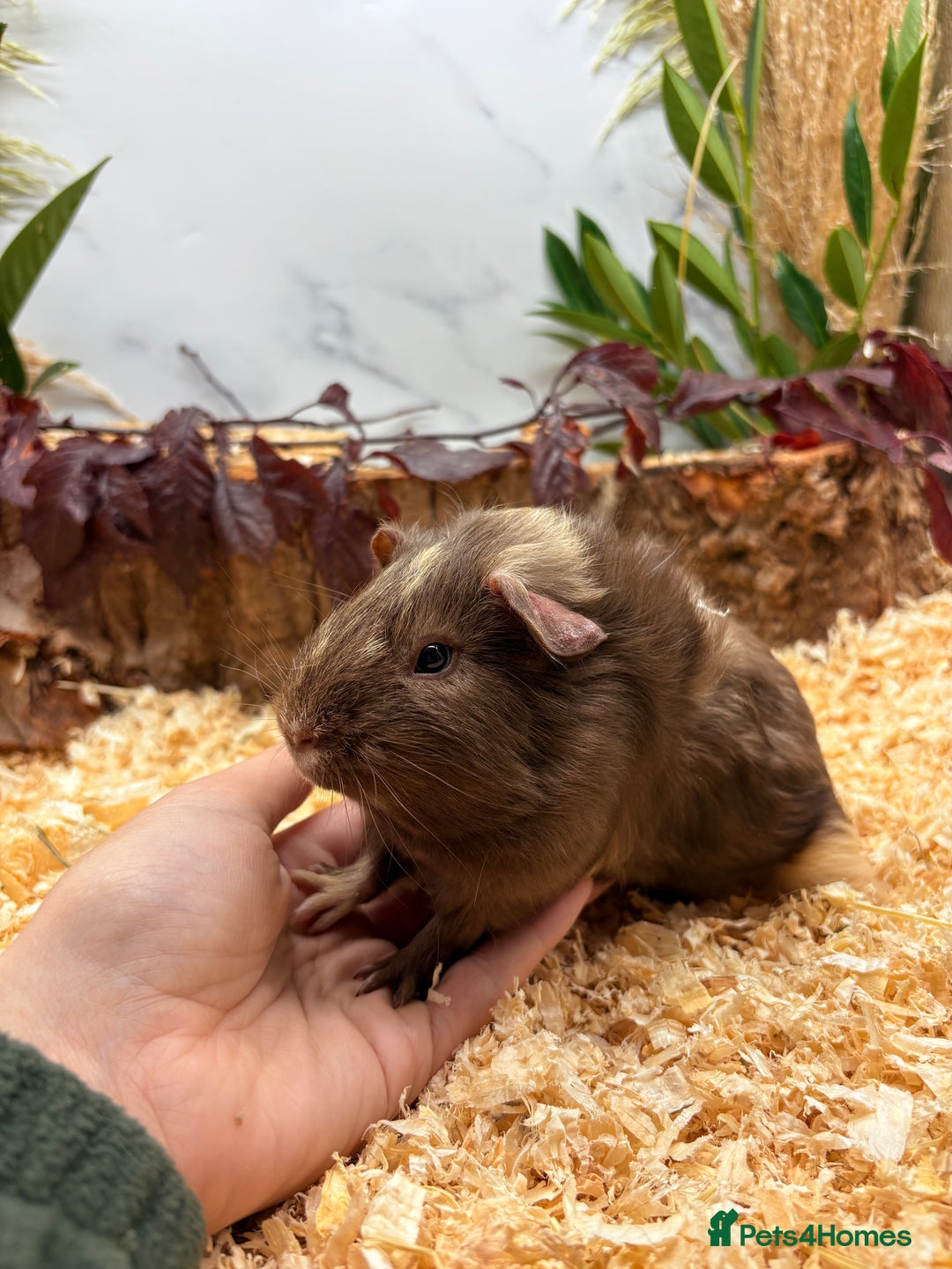Guinea Pig rodents for sale: 🏡🐹 Multiple pretty Boys available 🐹🏡 - Image 10