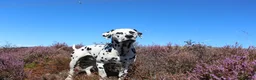 Dalmatian dogs for stud: Health tested, tv and advert star Dalmatian   in Aberdare - Advert 21