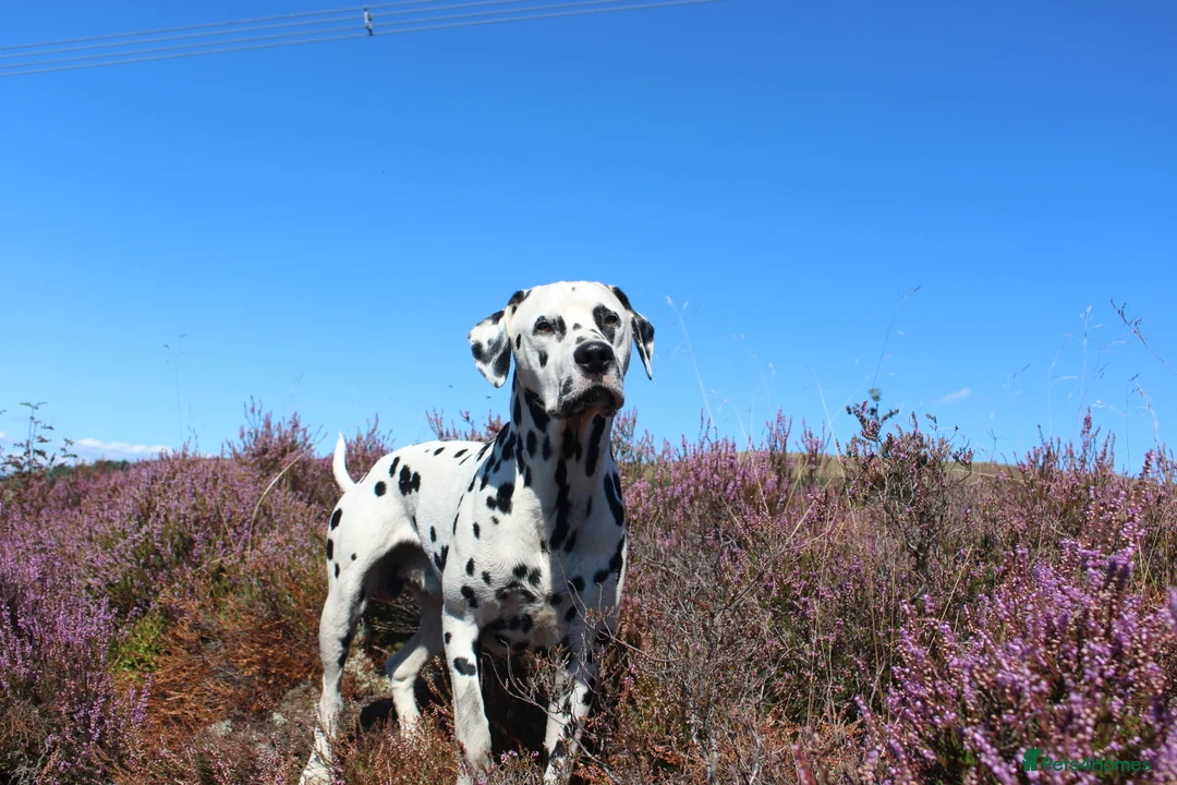 Dalmatian dogs for stud: Health tested, tv and advert star Dalmatian   in Aberdare - Advert 21