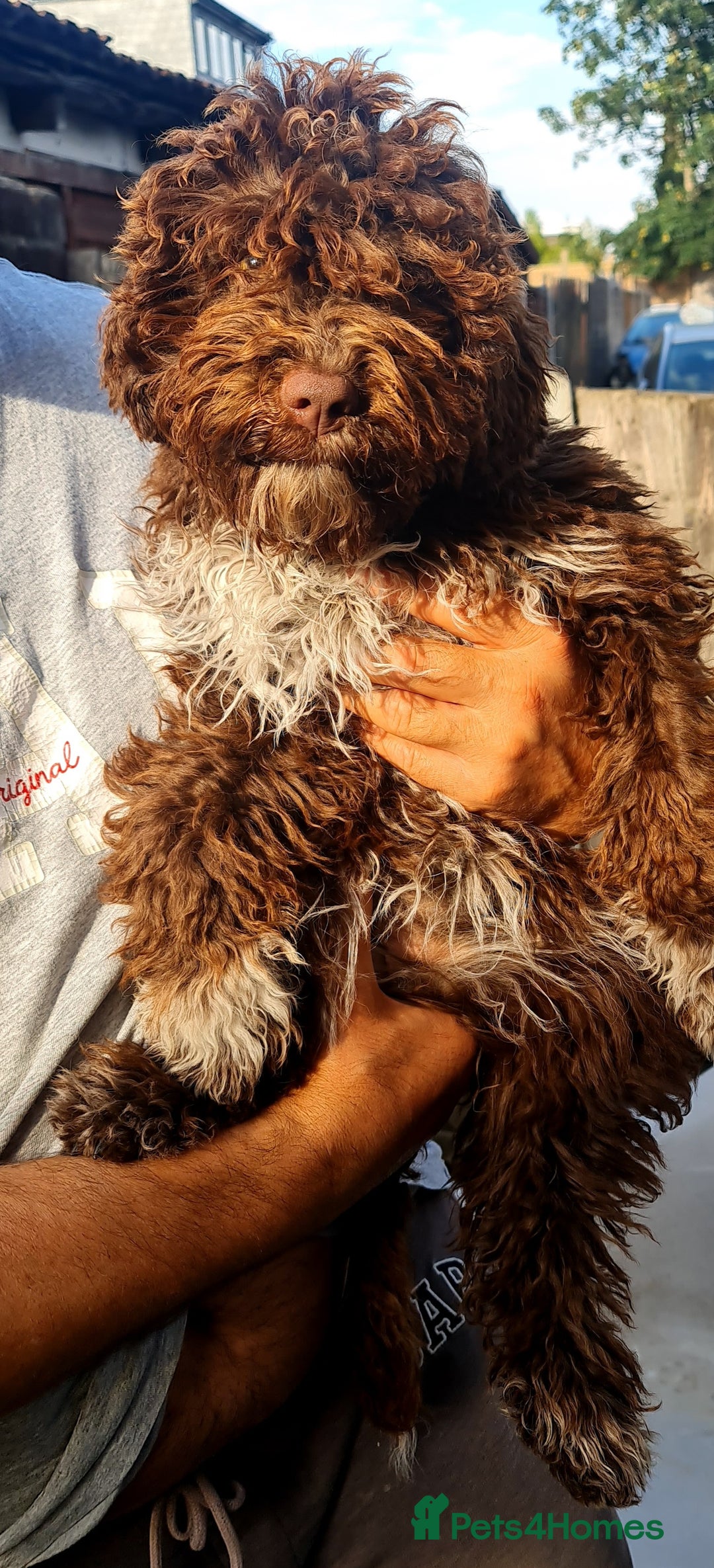 Lagotto Romagnolo dogs for sale:  ❗️Last one❗️Lagotto - The best breed ever in London - Image 15