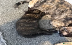 Mixed Breed cats for sale: Female British Shorthair X Kitten  - Image 7