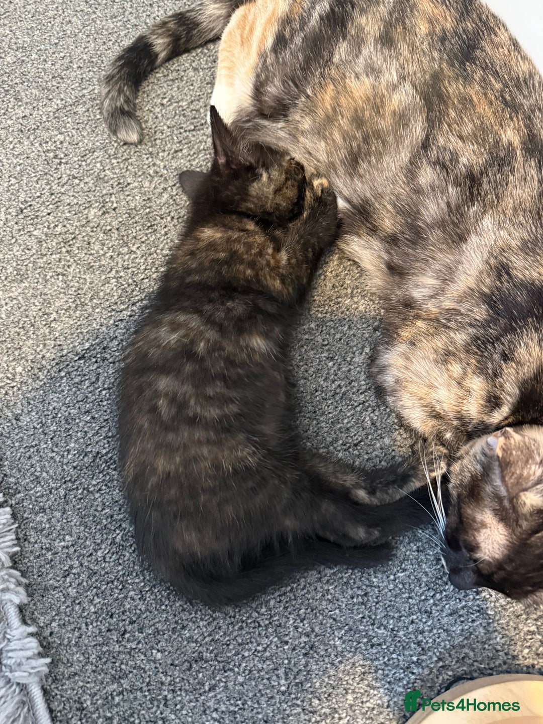 Mixed Breed cats for sale: Female British Shorthair X Kitten  - Image 7