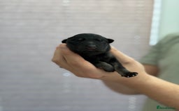 German Shepherd dogs for sale: German Shepherd Puppies  - Image 12