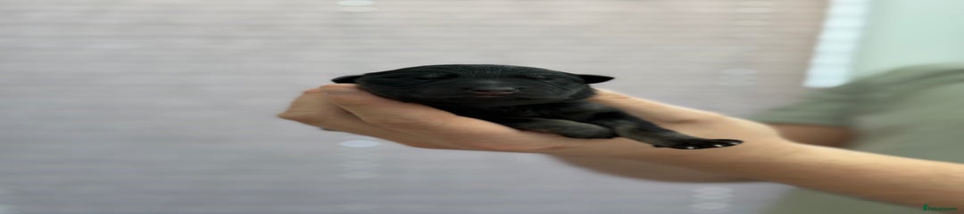 German Shepherd Puppy Burgundy 