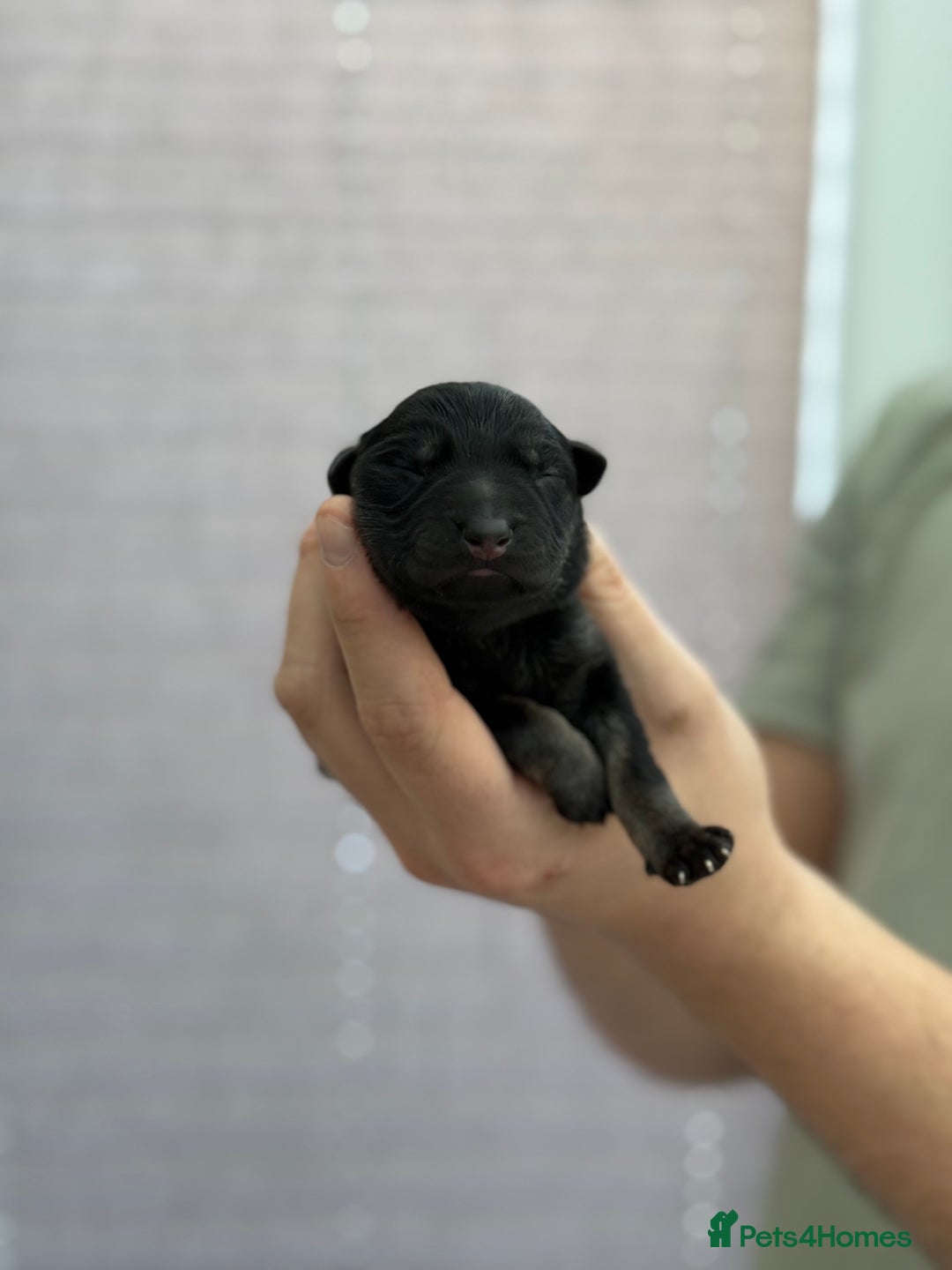 German Shepherd dogs for sale: German Shepherd Puppies  - Image 12