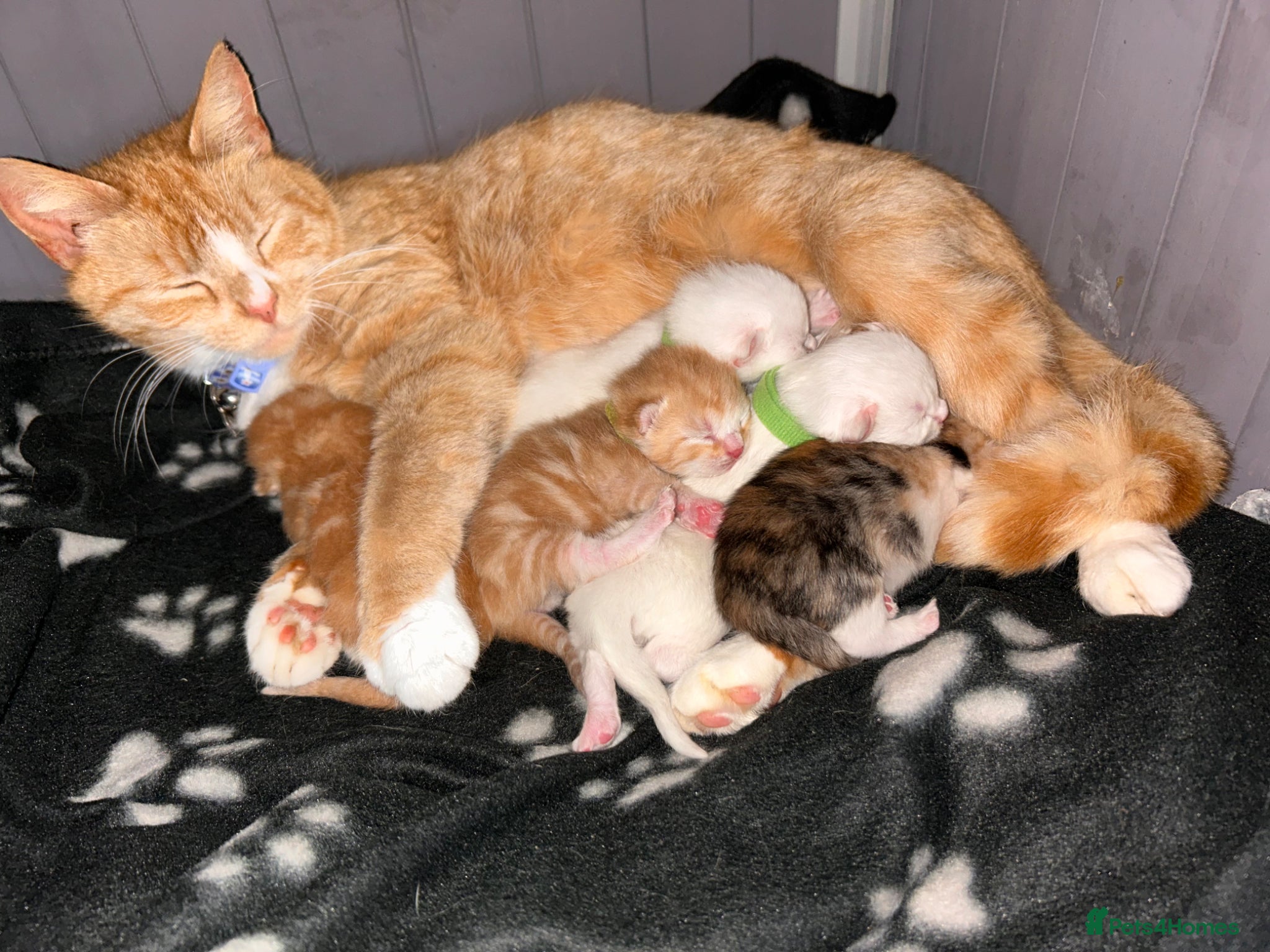 Mixed Breed cats 5 beautiful kittens   - Advert 10