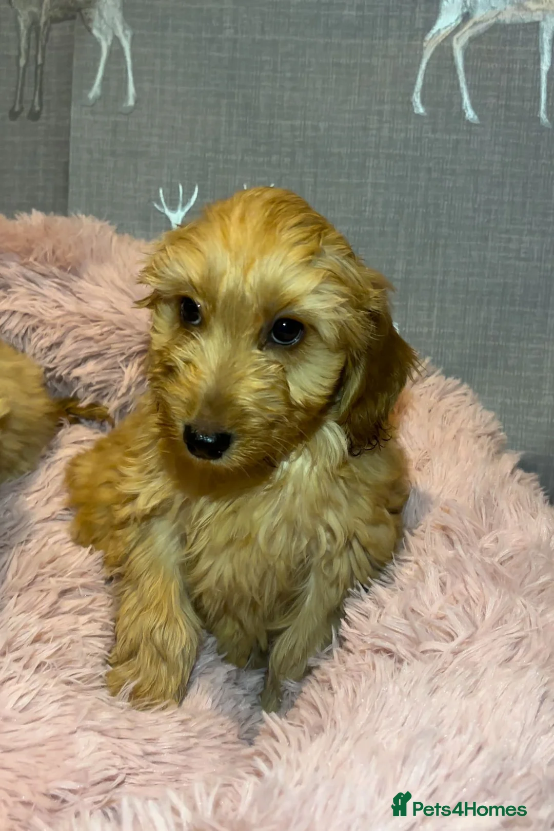 Cockapoo dogs for sale: Cockapoo puppies for sale  - Advert 11