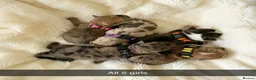 Mixed Breed dogs for sale: French Bull Jack Puppies - Advert 8