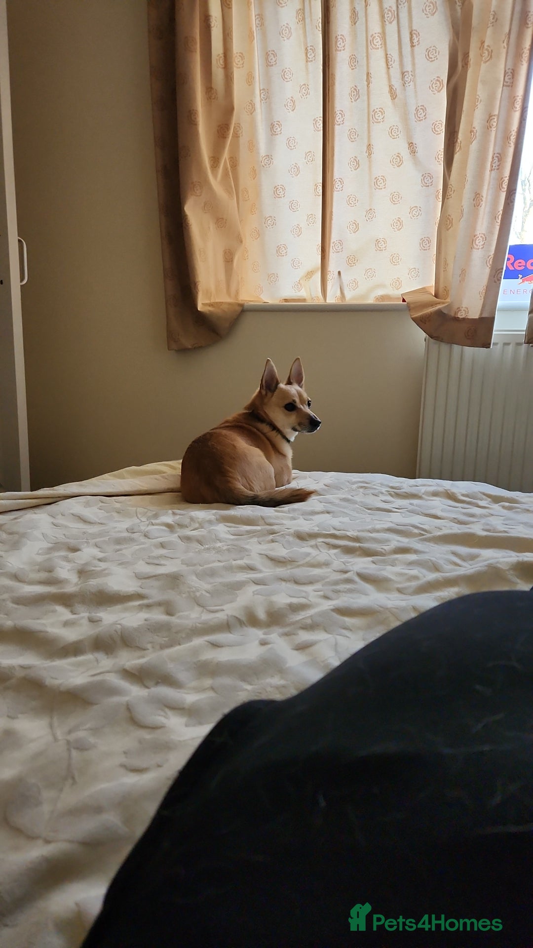 Mixed Breed dogs for sale: Hi im russell - Image 6