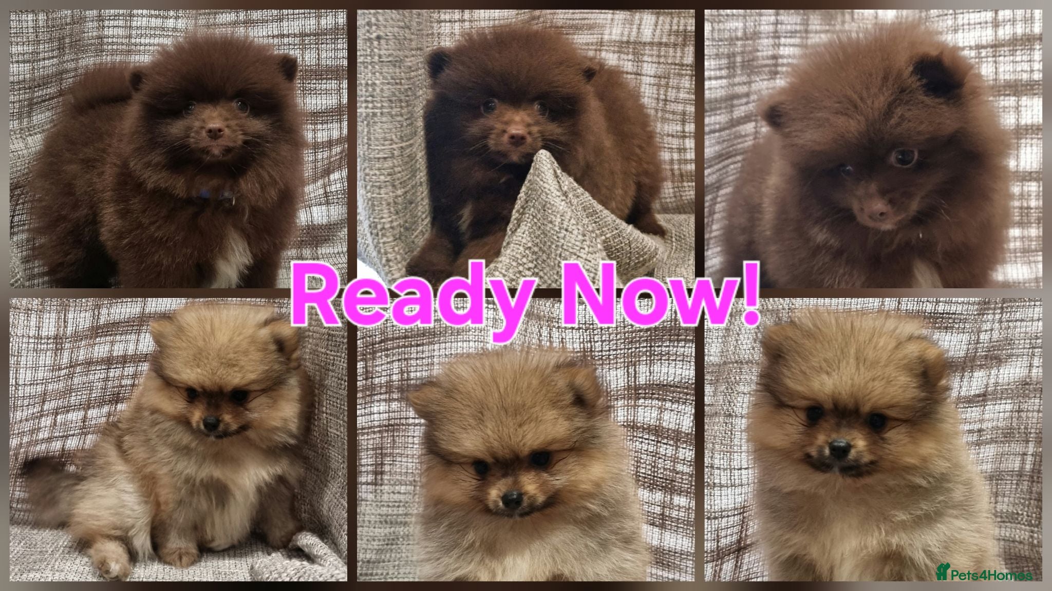 Pomeranian dogs 🐾🌟 Beautiful Pomeranian Puppies - Ready Now🌟🐾 - Advert 1