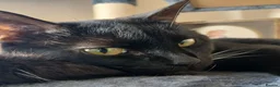 British Shorthair cats for sale: Beautiful Adult Female Cat in Sittingbourne - Advert 7
