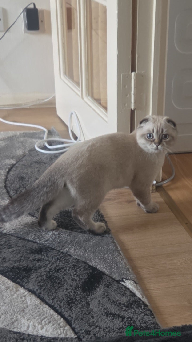 Scottish Fold cats Purebred Chinchilla Scottish Fold - Advert 4