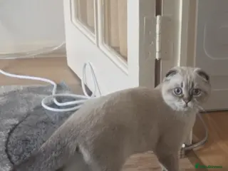 Scottish Fold cats Purebred Chinchilla Scottish Fold - Advert 4