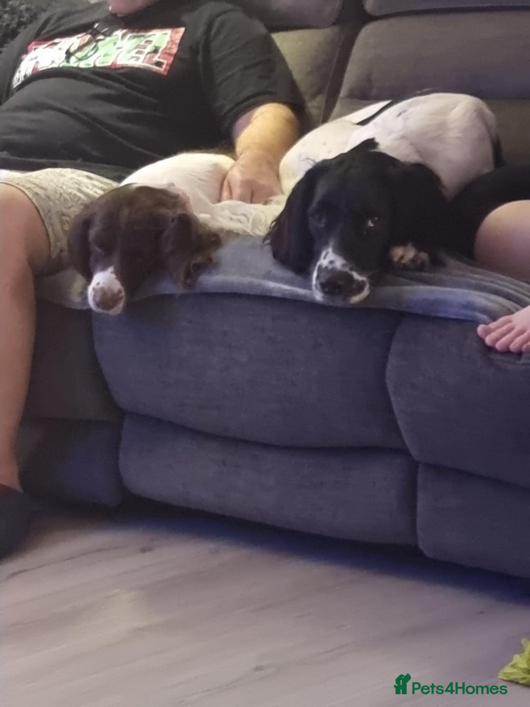 English Springer Spaniel dogs for sale: English springer spaniel for sale - Advert 5