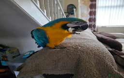 Parrots birds for sale: Baby blue and gold macaw  - Image 3