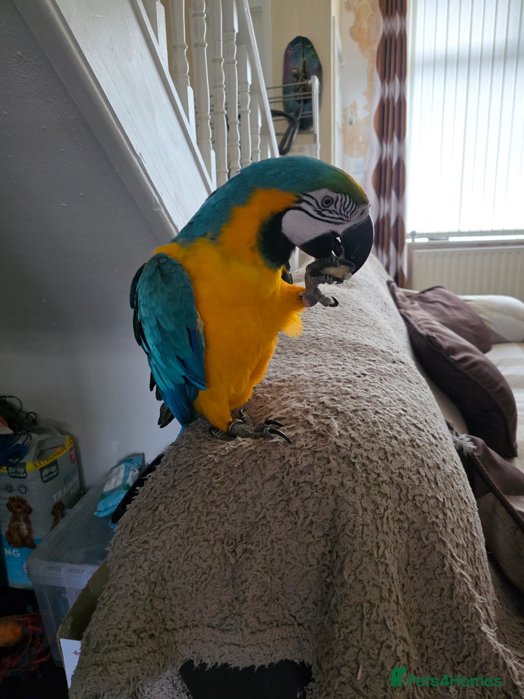 Parrots birds for sale: Baby blue and gold macaw  - Image 3