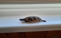 Tortoise reptiles for sale: Herman’s Tortoise Hatchlings  - Image 7