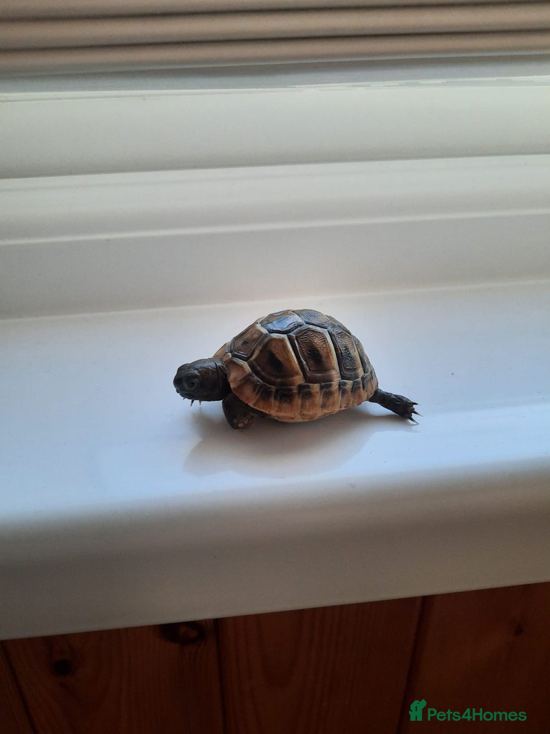Tortoise reptiles for sale: Herman’s Tortoise Hatchlings  - Image 7